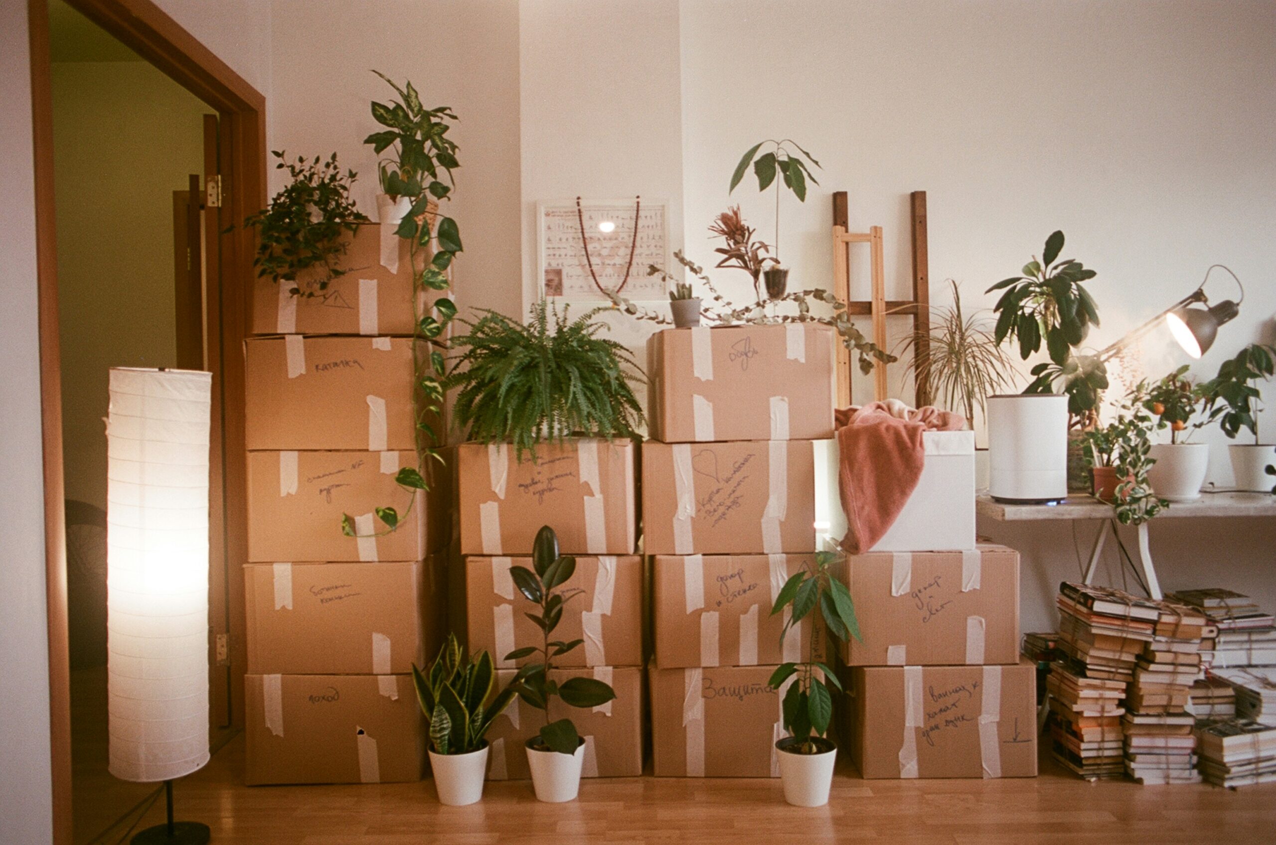 moving boxes stacked up in a room with some house plants
